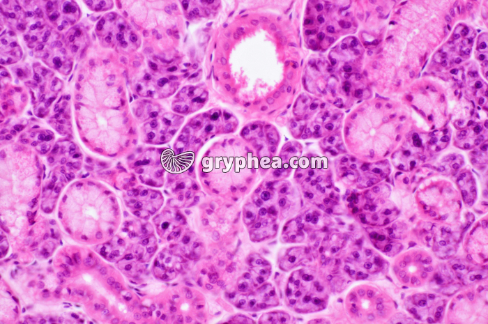 Glande salivaire x100 - gryphea.com